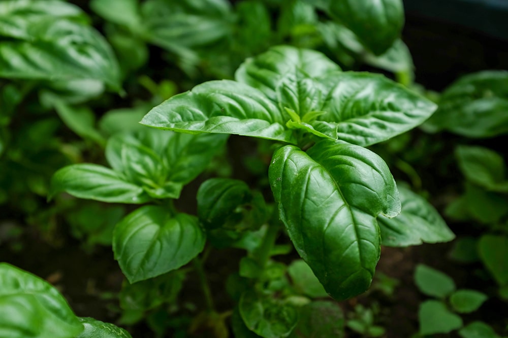 BASIL POWDER BENEFITS Deorta Natural Skin Care